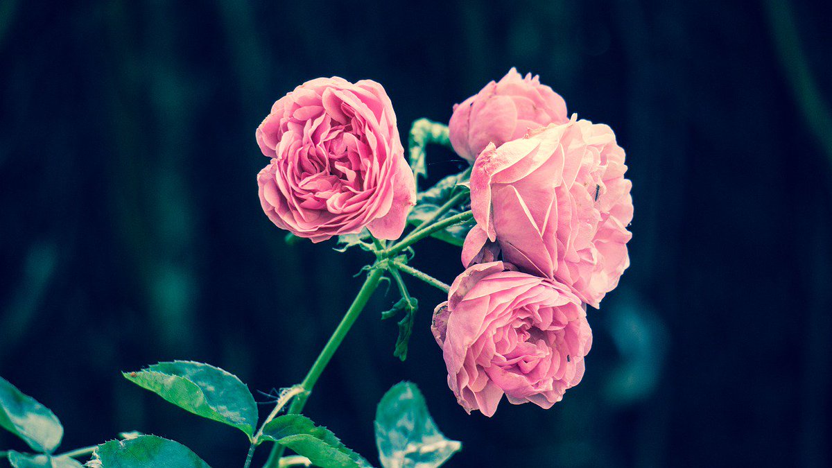 BellDelivery's tweet photo. We are the best flower delivery Provide in bell garden. If you planning for sending flower to your loved one? Choose From Flower Delivery Bell Gardens.
To place your order, visit:  https://t.co/s0J67BSVkT
#flowers #florist #bellgardens #offers #floral #arrangement #categories https://t.co/jTgujJBCxs