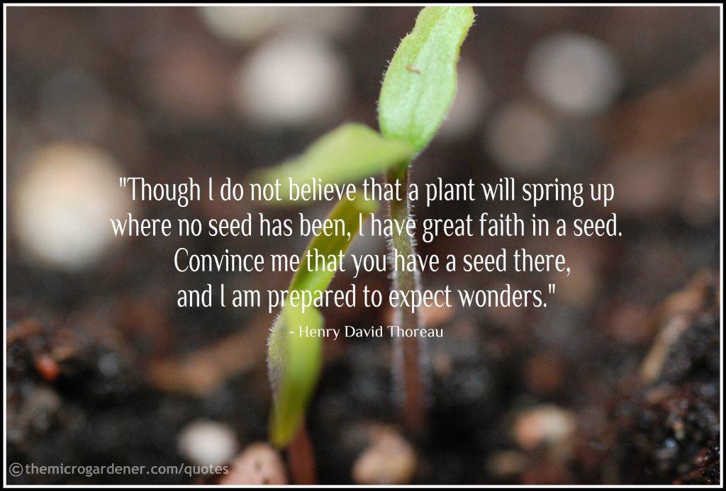 Looking for the plant. Plant quote. Quotes about Plants. Quotes about Garden. Planting Seeds.