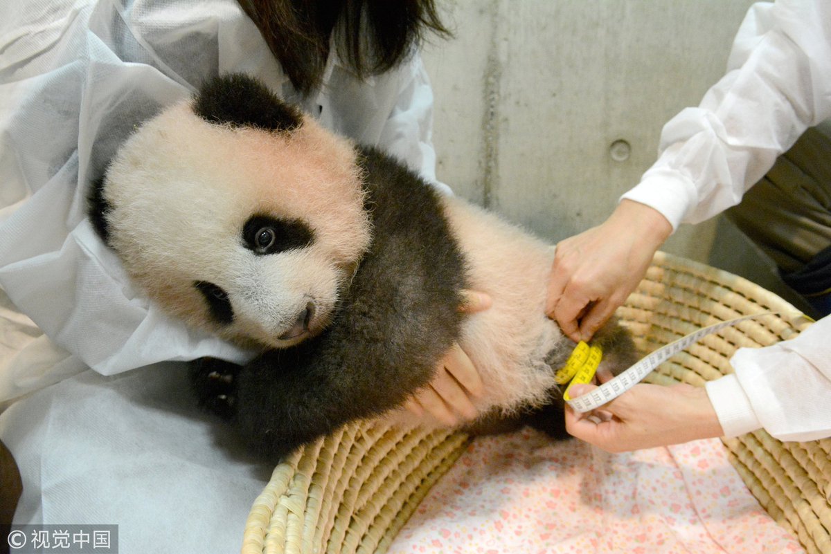 CGTNOfficial's tweet photo. Have you received your health check-up yet? We gathered interesting moments when our little animal friends received their health check-ups. Either look comfortable, unwilling or miserable; they might remind you of your physical examination moments https://t.co/RrdZB6tg1S