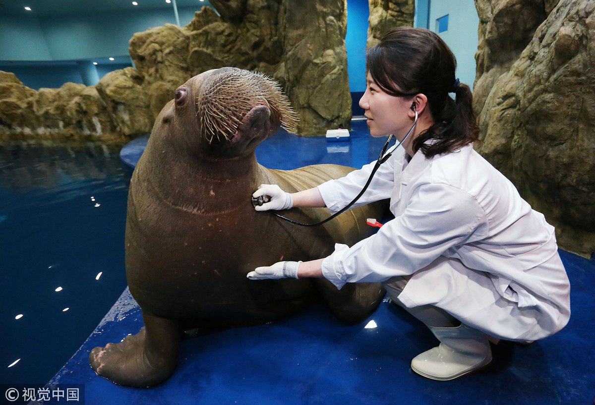 CGTNOfficial's tweet photo. Have you received your health check-up yet? We gathered interesting moments when our little animal friends received their health check-ups. Either look comfortable, unwilling or miserable; they might remind you of your physical examination moments https://t.co/RrdZB6tg1S