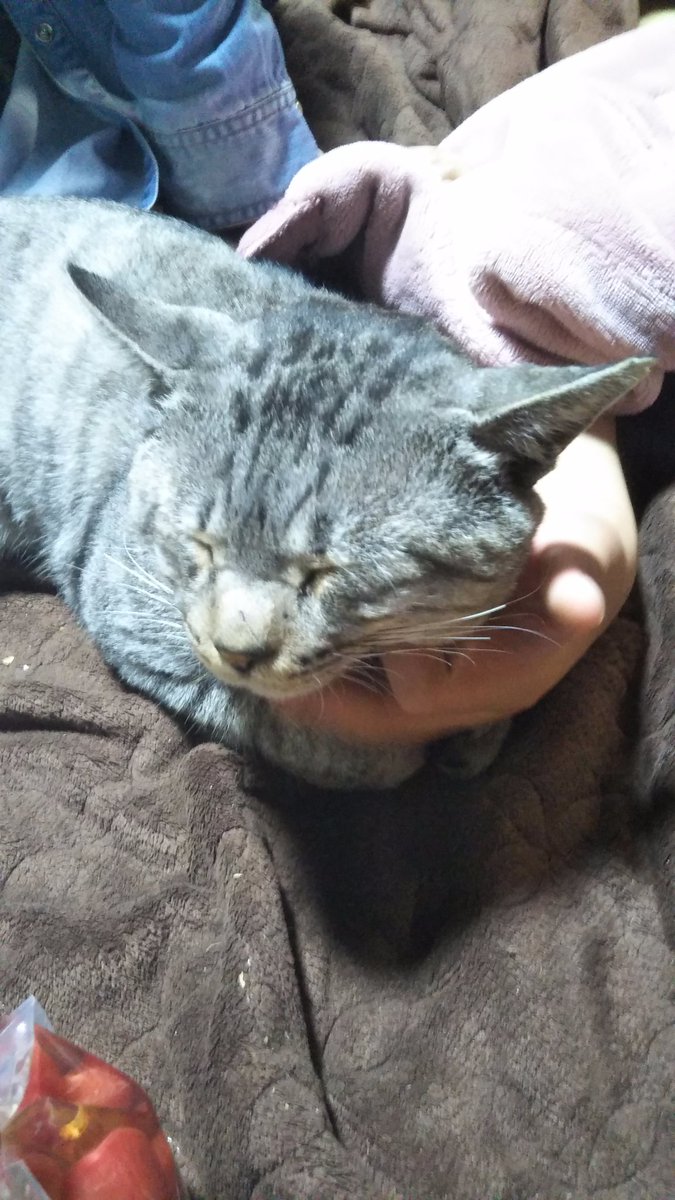 healingcat_bot's tweet photo. ぽんたです　寝てますが (chubu_goma)さんより https://t.co/RthZnS6Wka