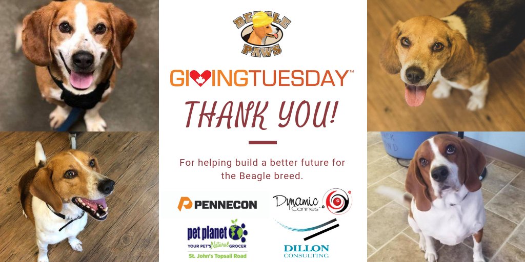 building4bgles's tweet photo. We are a few steps closer to building our own adoption and education centre for @BeaglePaws  and getting out of a cramped, run-down strip mall thanks to your generosity on #GivingTuesdayCA To learn more about our campaign for our own shelter visit https://t.co/fkWPsI1VhL https://t.co/daVdHMbOvb