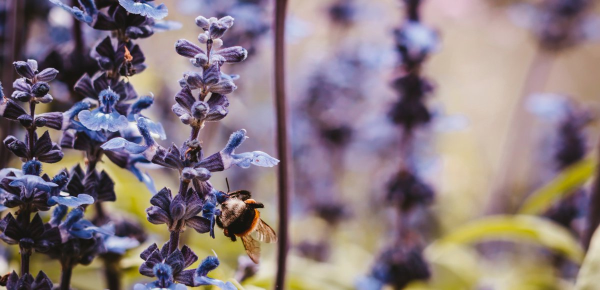 caaecert's tweet photo. @caaecert participa en la #JornadaDeCierre del Proyecto @valuepam, que organiza la Consejería @MedioAmbAND “Valorización de las #Plantas #AromáticoMedicinales #silvestres: Gestión #sostenible de la #biodiversidad #vegetal y #desarrollo #socioeconómico de las zonas rurales SUDOE" https://t.co/2pj7TiggB8
