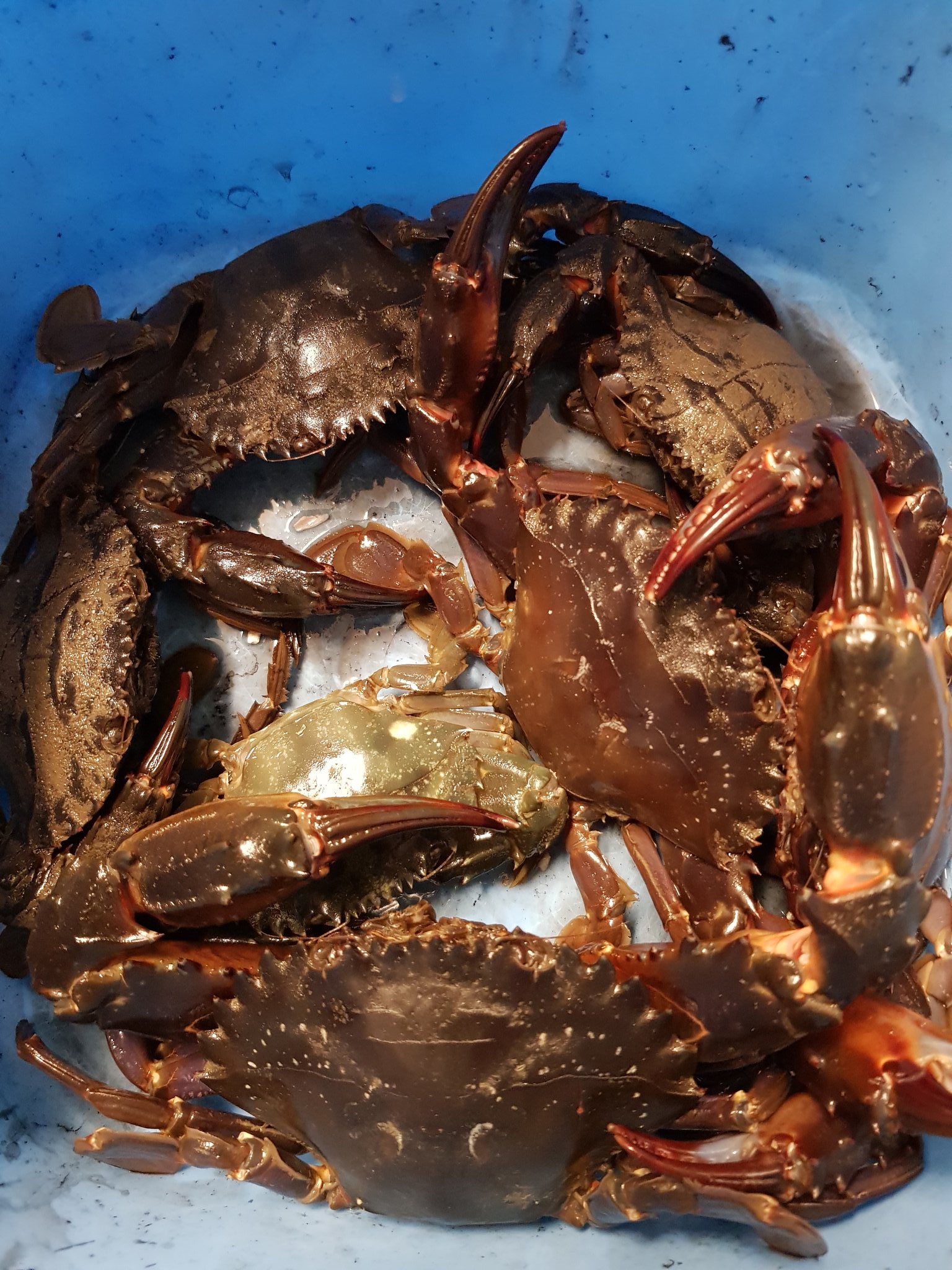 みそ 雨雲を喚び 魚を散らす男 今夜も衣浦釣行 最近エギやワームがカニに襲われまくるため 初めてカニアミなるものを投げ込んでみました 餌は先日釣ったヒラメの頭 結果予想通り爆釣 あっという間にバケツが埋まった これは石蟹かしら 教えて