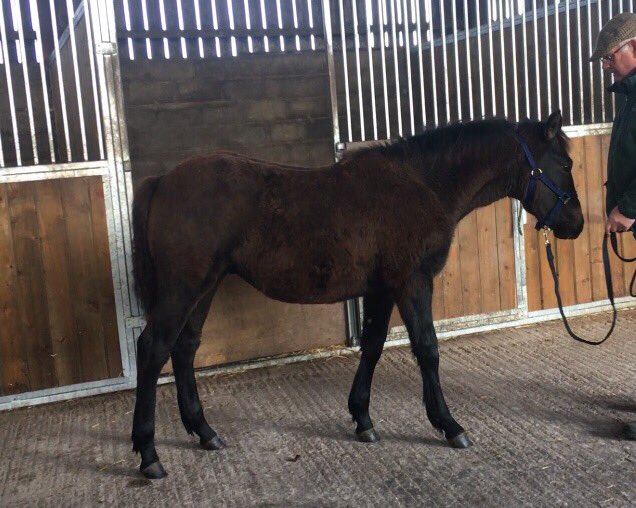LizzieBlamire's tweet photo. #purefeed all the Holly Bush Horses are looking 👌 on @PureFeed 😀😀😀 #hollybushfarm #Cumbria #poweredbypure https://t.co/j4dWtMSKG7