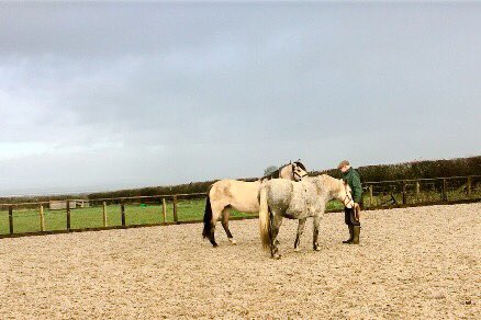 LizzieBlamire's tweet photo. #purefeed all the Holly Bush Horses are looking 👌 on @PureFeed 😀😀😀 #hollybushfarm #Cumbria #poweredbypure https://t.co/j4dWtMSKG7