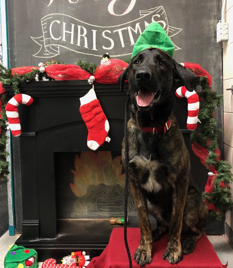 Russ is an active boy looking to continue his basic training. He is a very quick learner and loves to learn new tricks! He enjoys the company of other dogs and loves playing outside and going on lots of walks! Come meet him or read more: fmspca.ca/adoptable-dogs/ #ymm #opt2adopt