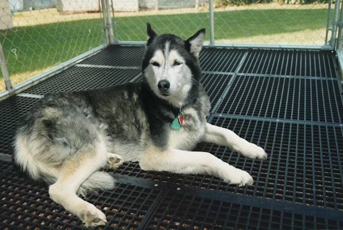 doublelgroup_ag's tweet photo. Thinking of building a dog kennel for your favorite canine? Double L's 24" x 48" dog kennel slat flooring is a cost effective, bacteria resistant, long lasting floor that is easy to clean &amp; disinfect.  Learn more at https://t.co/SmQA3jZMIG #dog  #kennel https://t.co/QiwJDKIqrr