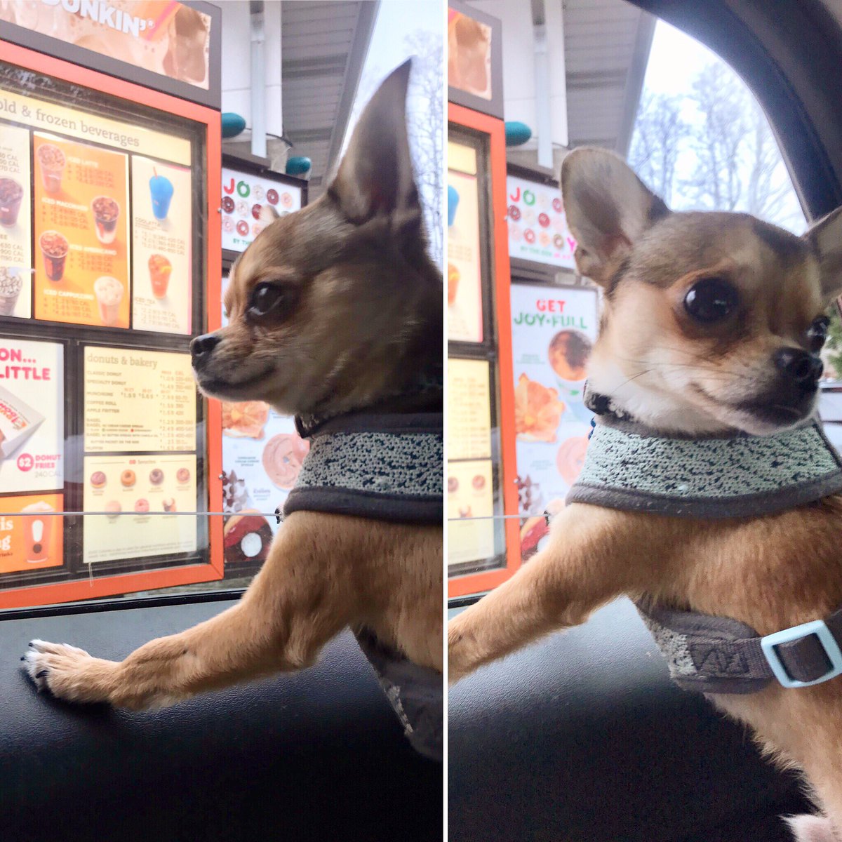 PaigeDoerner's tweet photo. โDid they say I could have a doughnut?โ ๐ฉ๐พ @dunkindonuts #CoffeeRun #Chihuahua #ChihuahuasOfTwitter #DogsOfRochester #Doughnuts #Roc #RochesterNY https://t.co/1qsN6Ew8rj