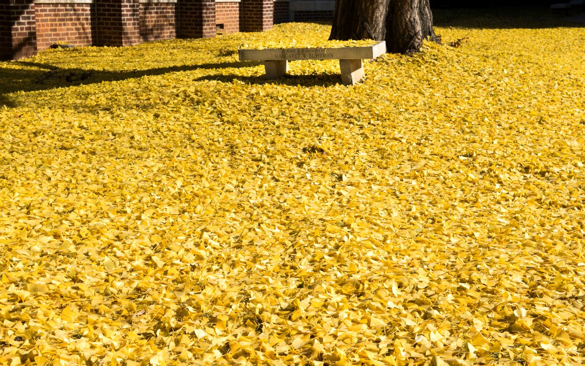 UTChattanooga's tweet photo. Golden leaf carpet π
#FallatUTC https://t.co/14Obwa3jzS