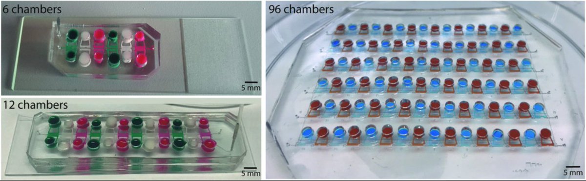 MiMicLab (@rasponimarco) on Twitter photo Scalability in #OrgansOnChip: Up to 96 independent culture chambers engineered to enhance the #throughput of #microfluidic systems and #3D cell culture. Check our recent work here: bit.ly/2TYzGHH <a href="/Roberta__Visone/">Roberta Visone</a> <a href="/Marco_Rasponi/">Marco Rasponi</a> @ForteGiancarlo <a href="/polimi/">Politecnico di Milano</a> Scalability in #OrgansOnChip: Up to 96 independent culture chambers engineered to enhance the #throughput of #microfluidic systems and #3D cell culture. Check our recent work here: bit.ly/2TYzGHH <a href="/Roberta__Visone/">Roberta Visone</a> <a href="/Marco_Rasponi/">Marco Rasponi</a> @ForteGiancarlo <a href="/polimi/">Politecnico di Milano</a>