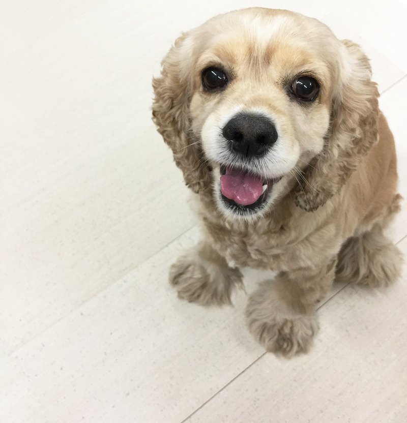 CorkFloor's tweet photo. Even in white, our 100% cork tiles are strong enough for the mischief and occasional sibling rivalry of Champ the Boxer and Bella the Globus CORKer Spaniel! Visit https://t.co/jWDKjJoYON to order your 3 FREE samples!

#Spaniels #Boxers #dogsarelove #Flooring #FridayMotivation https://t.co/oPVoFU0Efj