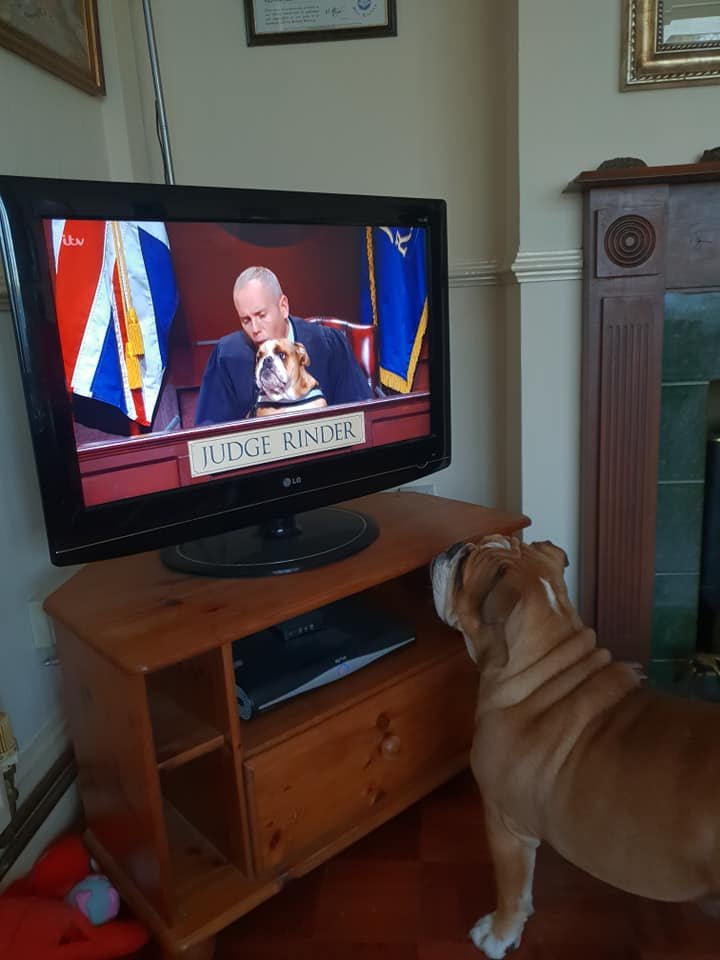 UPDATE: Since leaving the court, Eleanor has been behaving herself at home which is a relief! She was also very keen to watch back her day in court! #JudgeRinder #QueenEleanor