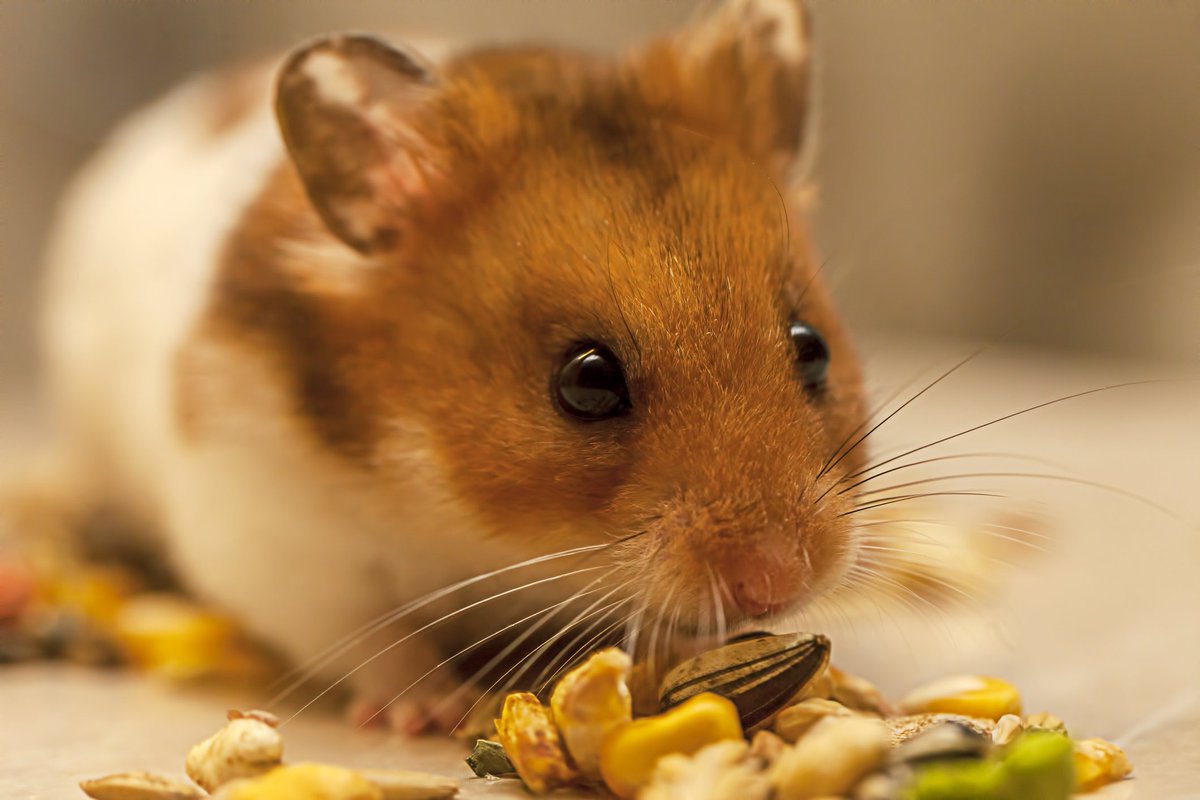 eLinensUK's tweet photo. Read why we think your family will love these hassle free pets... https://t.co/xuQIpBq4ZK #pets #petshop #FridayFeeling #petlovers #petlove #love #animals #home https://t.co/cfigSq1ZTv