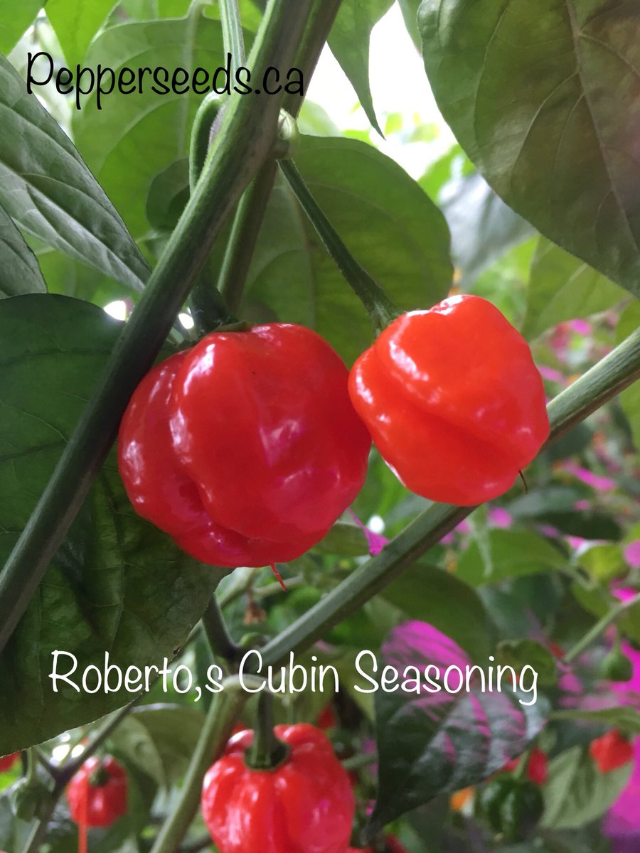 APS_pepperseeds's tweet photo. #robretoscubinseasoning #pepper #peppers #mildpepper #seasoningpeppers #APSpeppers #chili #chilli #chilis #mildchili #capsicum #capsicumchinense #pepperseeds #capsicumseeds #chilliseeds want #seeds here’s the link https://t.co/JKr1cNIWXL https://t.co/CuJ8d9134I