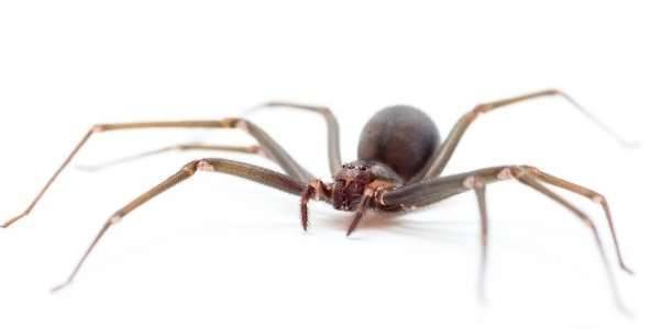 ABVPSymposium's tweet photo. Ointment to counter the effects of brown recluse spider bites tested on humans https://t.co/9pOU0MEs1L https://t.co/zRT0ifPwsl