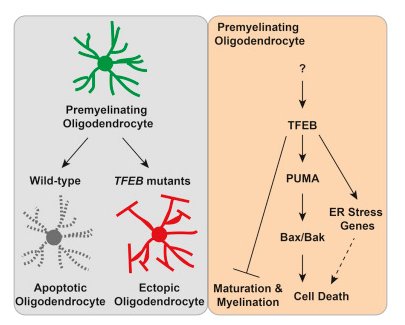 activation programmed cell death