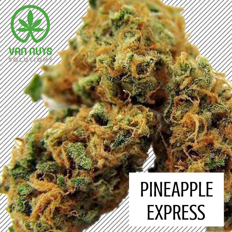 VanNuys25Cap's tweet photo. Get on the express train to this delicious strain!
••••••••••••••••••••••
Follow Van Nuys Solutions for more 📲
••••••••••••••••••••••
#VanNuysSolutions #PineappleExpress #BeautifulBuds https://t.co/tXFHNihxCh