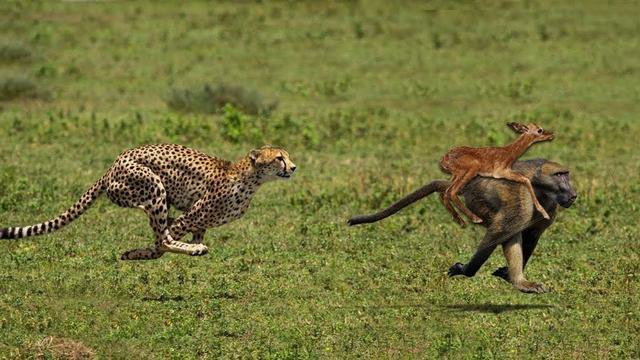 Хищники дикой африки видео. Гепард бежит. Гепард охотится. Гепард на охоте.