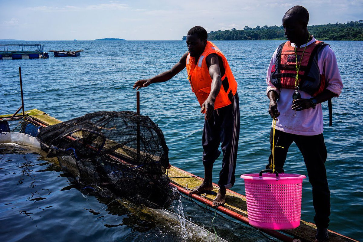 iFFUganda's tweet photo. @iFFUganda team checking the fish batch #aquaculture #ecofriendly #sampling #healthy #protein https://t.co/ONBV1XNNpM