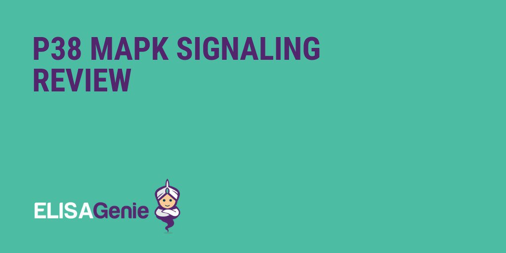 Mitogen-activated protein kinases (MAPK) are a family of Ser/Thr kinases that phosphorylate a dynamic protein network which regulates cellular programs including proliferation, apoptosis, transcription, motility and metabolism. 

bit.ly/2PCGjjG

#MAPK #Signaling