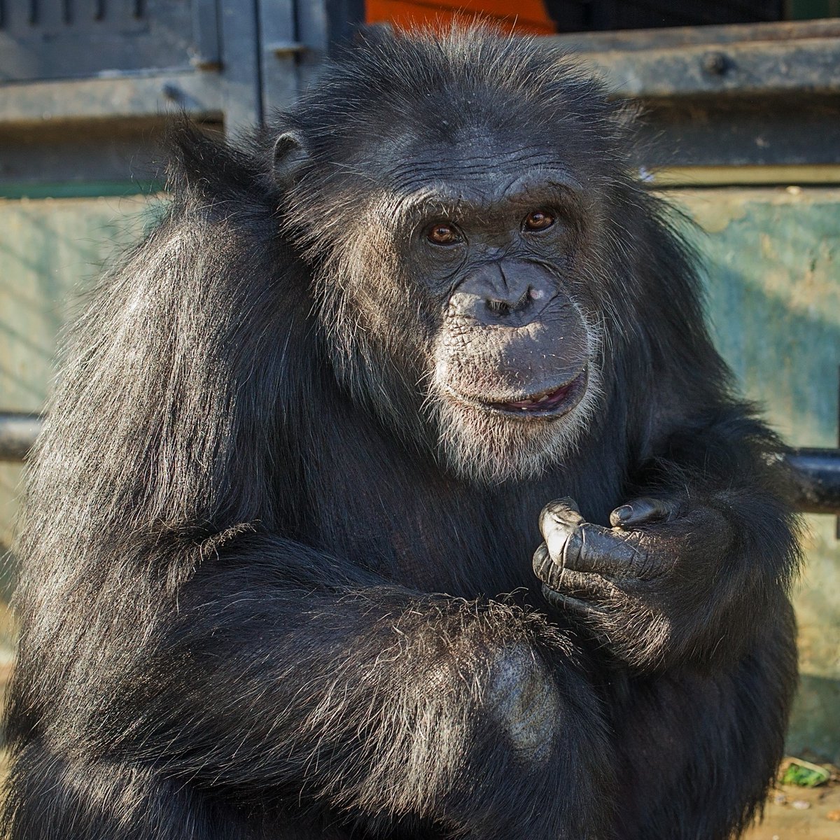 projectchimps's tweet photo. Ronald &amp; the 9 other #NewChimps are settling in well to their new lives in sanctuary. Low-ranking Ronald is coming out of his shell more and more, so caregiver/photographer Crystal Alba was able to capture this picture of #RonaldChimp in a relaxed #FridayFeeling kind of moment. https://t.co/eEk8a0wIVO