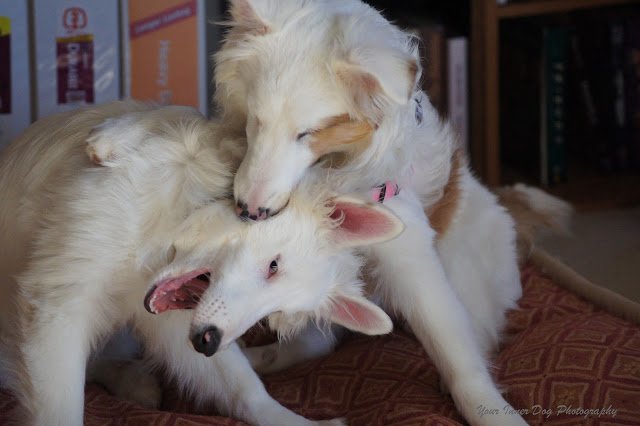 CourteousDogs's tweet image. Teaching Deaf (and Blind) Dogs to Use Their Mouths Gently courteouscanine.com/teaching-deaf-…