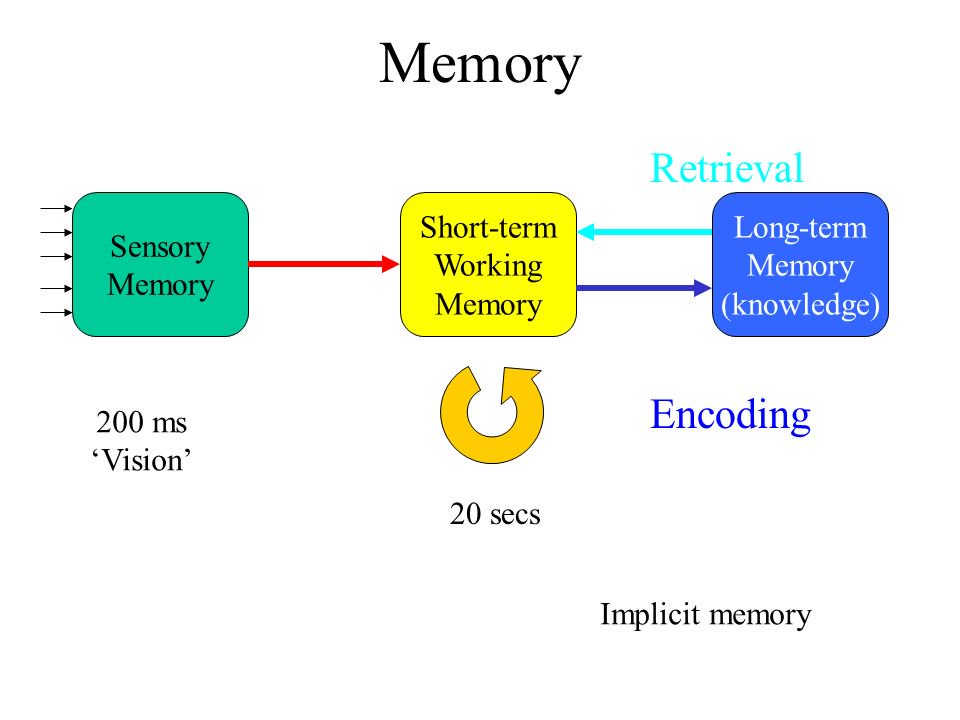 Short memories. Long term memory working memory. long short term memory. short term memory. long-term and short-term memory.