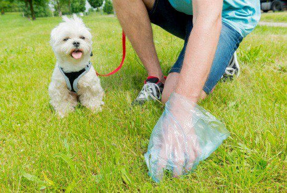 petsability's tweet image. 8 Essential Tips for Picking Up Dog Poop
Make a Pick-Up Pattern
Find One, Look for More
Follow a Marker
Use a Flashlight at Night
Commit to the Job
Consider Your Tools
Say “No” to Basic Composting
Use the Right Indoor Cleaning Formulas