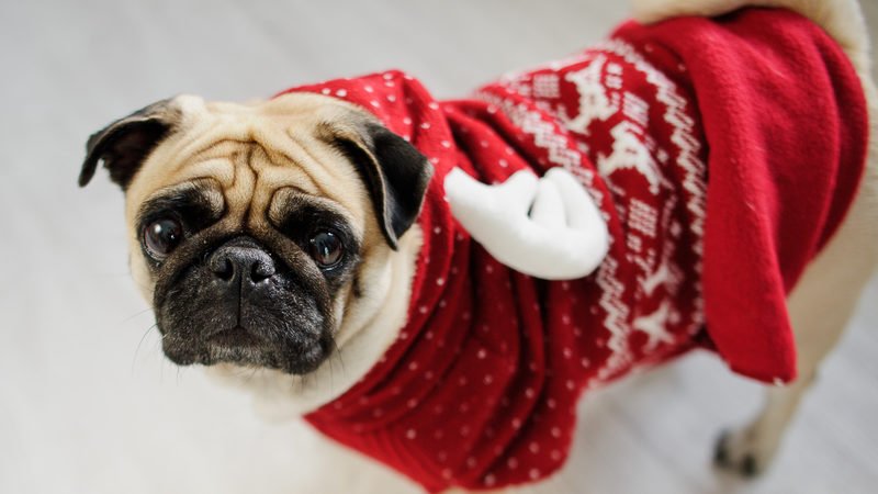 Join us on December 11 to decorate a gingerbread house made entirely of dog-friendly ingredients!

bit.ly/2SjoKTr