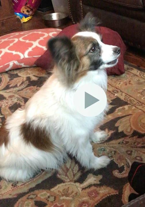 lost papillon dog