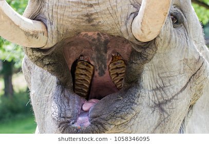 Есть ли у слона зубы. Муст у слонов. Есть ли у слона зубы. Есть ли у слона зубы. Есть ли у слона зубы.