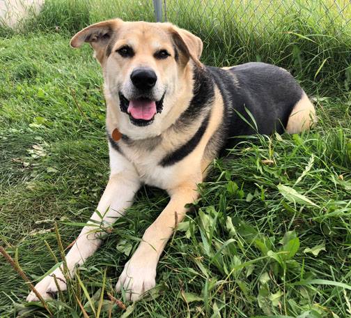 Jaxx is an excitable and affectionate boy who loves going for walks! He understands basic commands and would do well in a home with older children. He likes to play with other dogs but can sometimes be picky with his doggy friends. Come meet him! fmspca.ca/adoptable-dogs/ #ymm