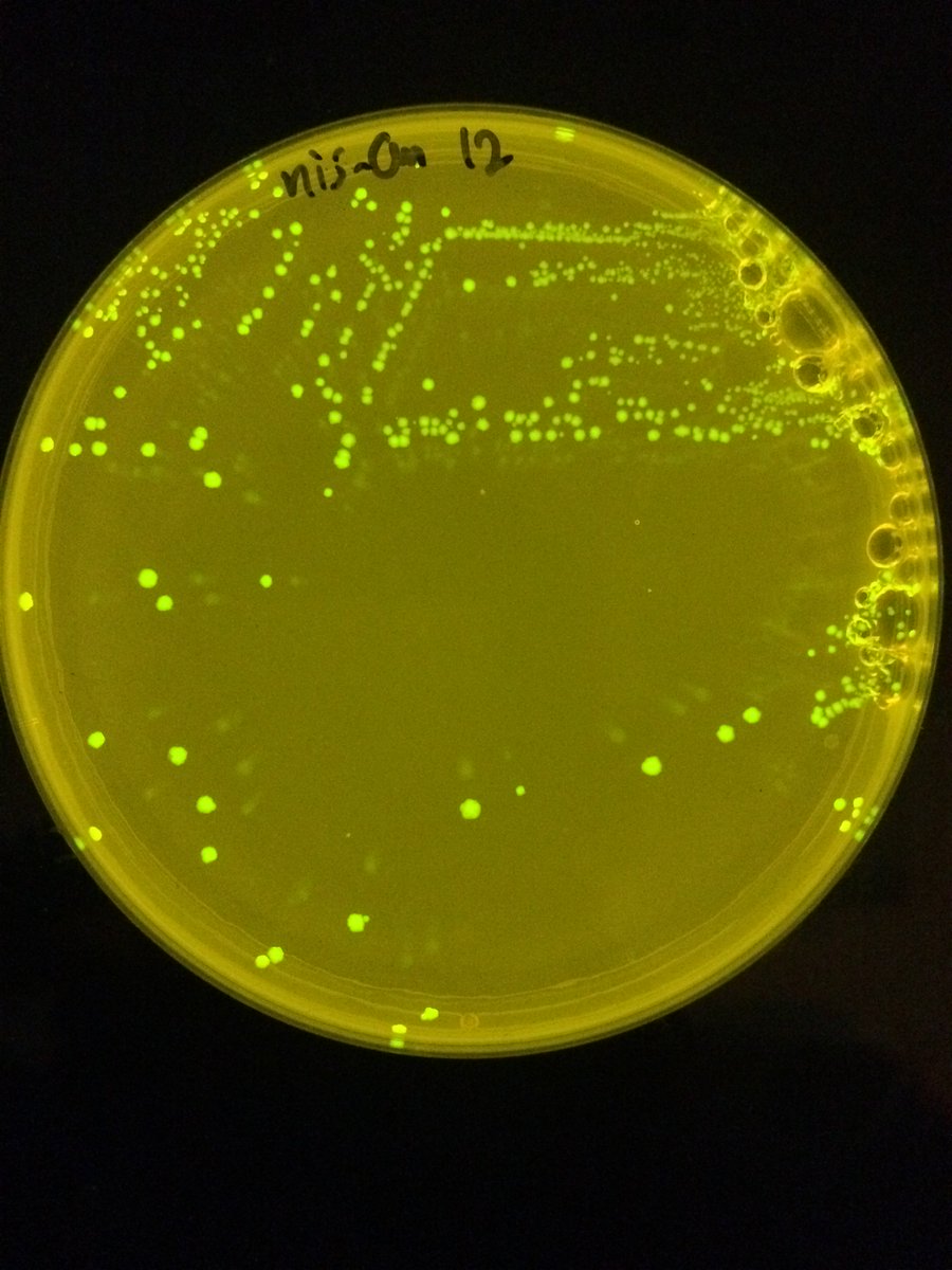 Nik_Athanasios's tweet photo. Friday's gift: L. lactis expressing GFP! 🎁 #synbio #gfp 🦠#lactococcuslactis #dairylife #cheese #surreybiosciences @jGUTiLAB @UniSurreyBioSci https://t.co/w1bEVkpGCm