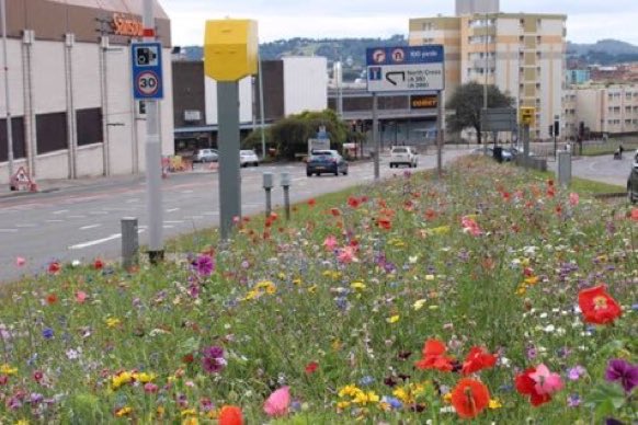 LGSpace's tweet photo. Dear councils, could we see more central reservations and road islands looking like this in 2019 please? Pic via @Buzz_dont_tweet &amp; @MeadowInGarden
#biodiversity #GiveNatureAChance https://t.co/cJfx2tc4nf