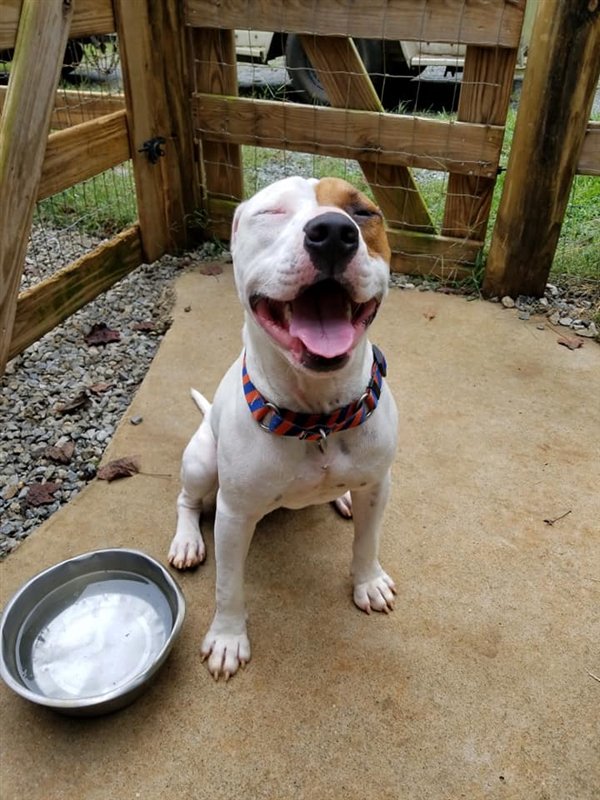 humaneworldorg's tweet photo. Our friends at @CASPCA have been caring for Oakley for the last 7 months. He's 2-3 years old, 50lbs, crate trained, rides great in a vehicle, &amp; loves to play! 

Oakley is truly a sweet, happy soul! Can you help us make his dream of being home for the holidays come true? 🤗 https://t.co/HZjVycZrIl