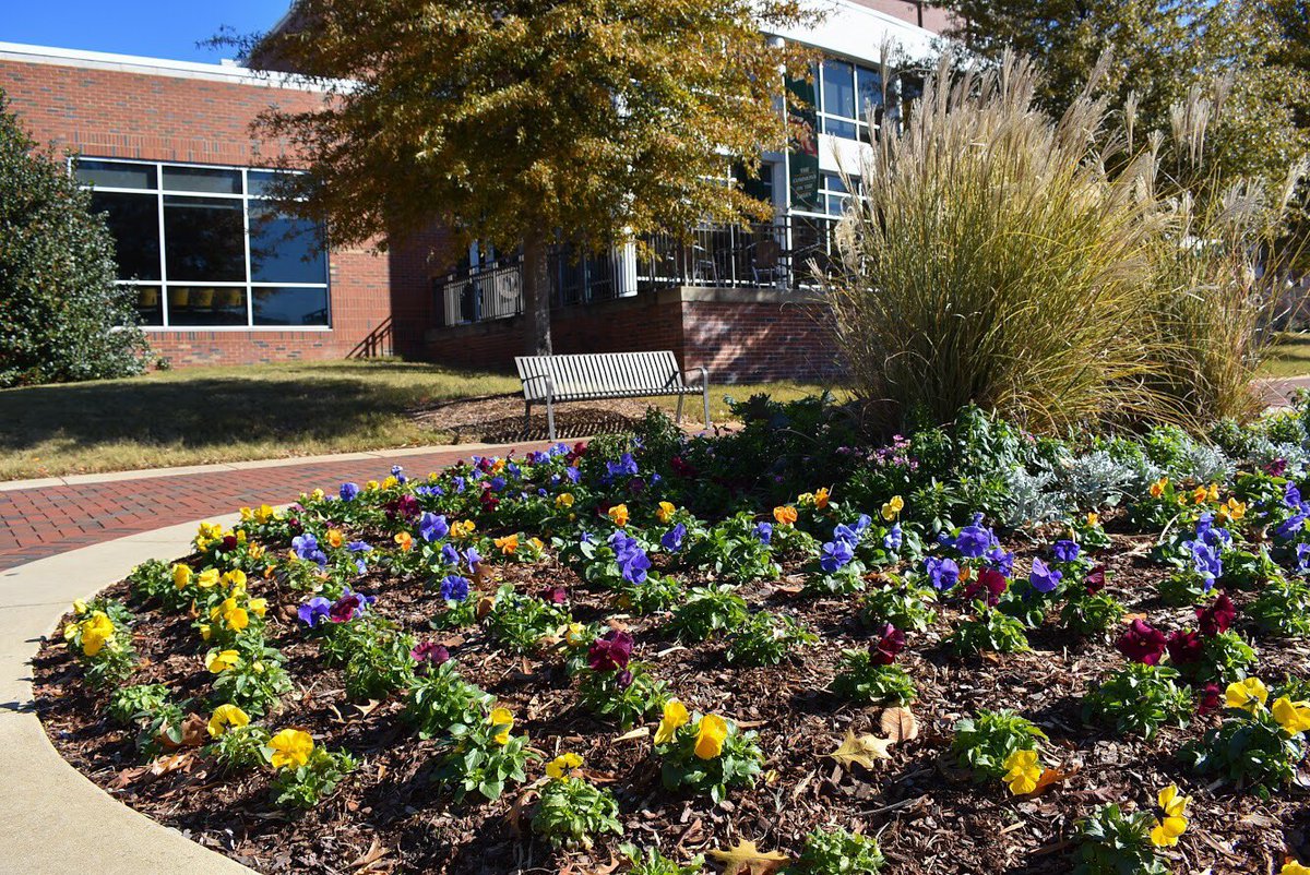 BlackjackHort's tweet photo. Pansies/Kale/Dusty Miller > Christmas lights #bjhpicoftheweek #sorrynotsorry 🤷🏼‍♀️ https://t.co/nBG9W88Io7