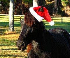 Horse Industry eNews December  2018 - Check It Out! conta.cc/2E9OHSq