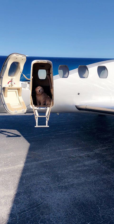Macairgroup's tweet photo. Hank is off to sunny Florida for the weekend, flying in comfort w no stress. Isn't it how we all like to fly? Call our charter group https://t.co/ywFvKDP67p so you & your family (furbabies too) can enjoy stress free travel for the holidays. #furbabies #Travel #jetsettering https://t.co/GyvX0qDS1N