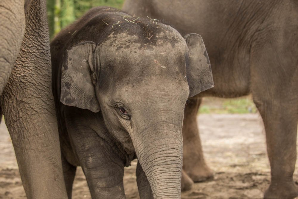 OregonZoo's tweet photo. With immense sadness, we said goodbye to Lily late last night. She would have been six years old today.
We lost Lily less than a day after she showed signs of a viral infection called EEHV. https://t.co/2LO0gTTJ1u