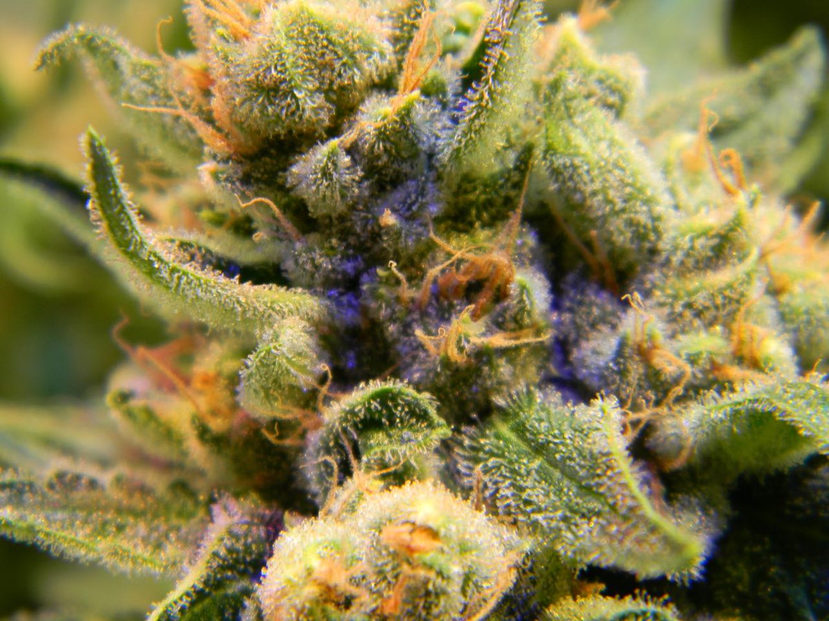 greenfusionled's tweet photo. #FridayFeeling with #electricdogshit😍🌿💚Under @greenfusionled #fulllightspectrum #ledgrowlights it's all #terpenes and #Trichy👃🏼👁️👅AMAZINGThanks to @grow_magazine👍🏼👍🏼#growclassic2018 #led #grow #cannabis #growers #ledgrowroom #ledgrow #growlights #bestgrowlights #fullspectrum https://t.co/mtapBkmCEz