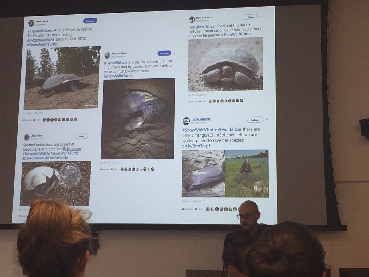 DLNarango's tweet photo. And have fun! #showwolfaturtle took off and lots of people shared and learned about #turtlefacts. Wolf did indeed see more turtles :) https://t.co/IpwqivW4WA