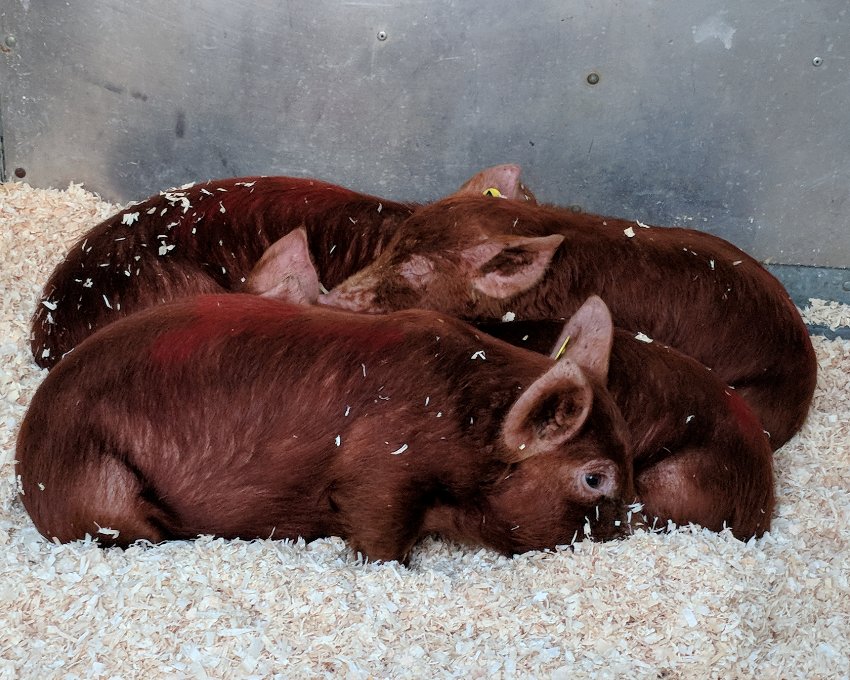 LOVEGorgieFarm's tweet photo. Look! Beautiful new #tamworth #pigglets. On the run up to Christmas it'll be well worth a visit to the farm with all the new cuties about. Remember to come to our Free Christmas Event on Sunday from 4pm to get into the Christmas spirit and be in with a chance to pet the lambs. https://t.co/MNk1neaMnn