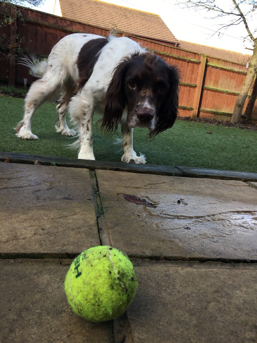 SitandstayMK's tweet photo. Our #PoochOfTheWeek is Max &amp; Ollie the Springer Spaniels!

Max is OBSESSED with the ball. He will drop it at my feet then run back onto the lawn &amp; wait for me to kick it!🙈
Ollie will come &amp; sit ON my feet &amp; expect all the fuss! 🤗
What lovely boys! 😍 https://t.co/DHxknxPOK4
