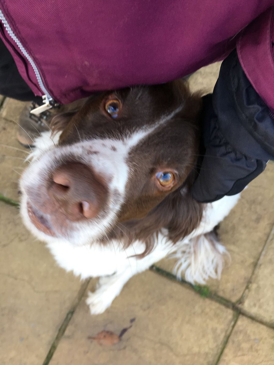 SitandstayMK's tweet photo. Our #PoochOfTheWeek is Max &amp; Ollie the Springer Spaniels!

Max is OBSESSED with the ball. He will drop it at my feet then run back onto the lawn &amp; wait for me to kick it!🙈
Ollie will come &amp; sit ON my feet &amp; expect all the fuss! 🤗
What lovely boys! 😍 https://t.co/DHxknxPOK4