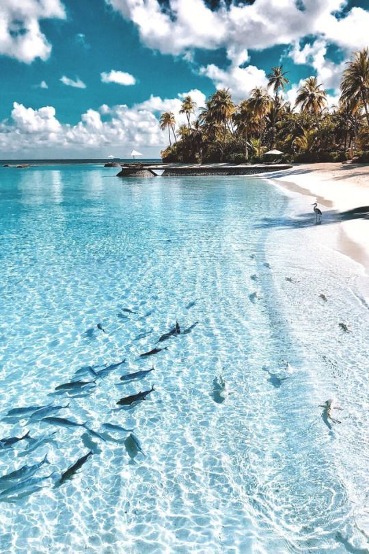 Travelerallc's tweet photo. Perfect place to find your inner peace. Good Morning 😁 🌊 https://t.co/tgppvjQ2lQ