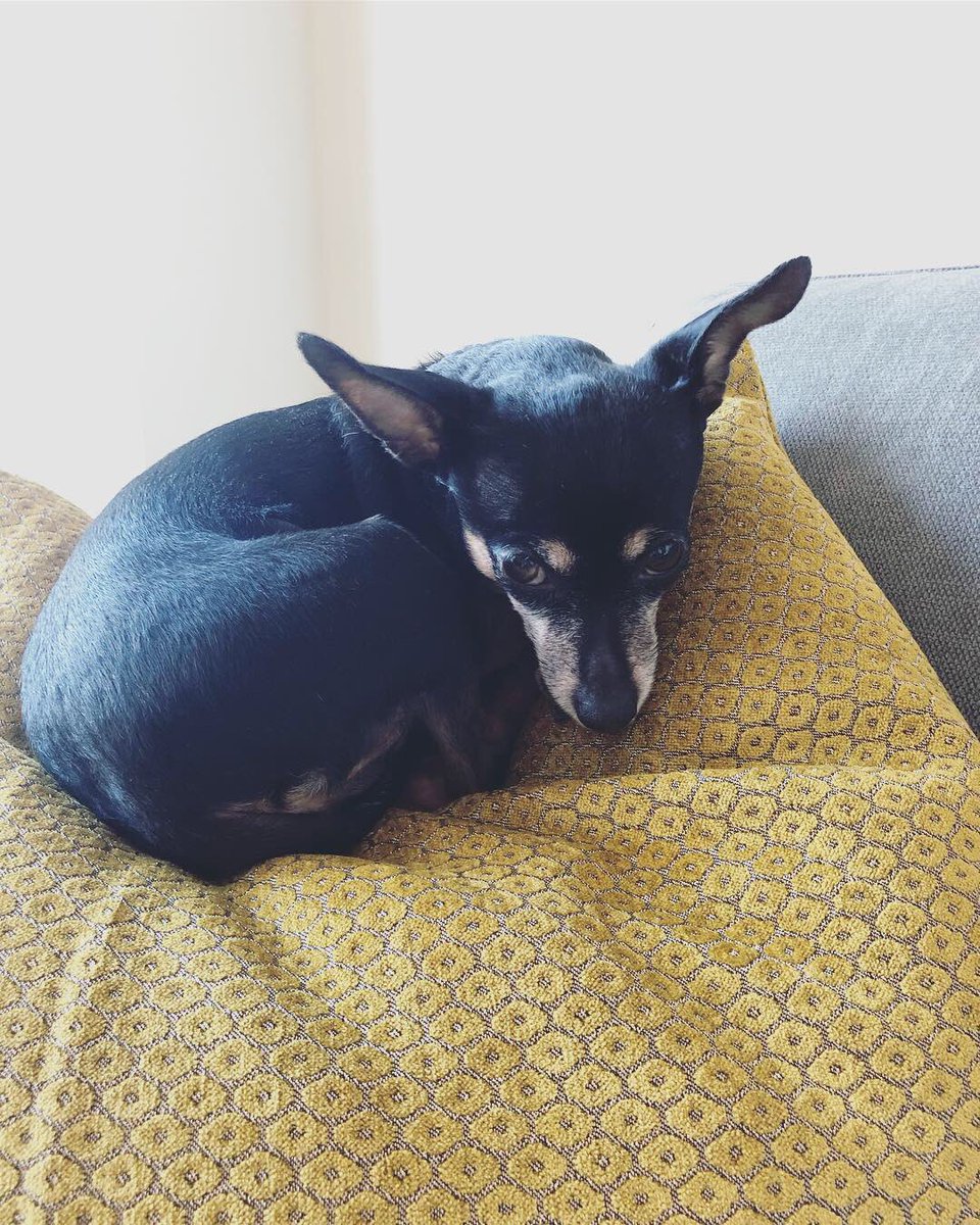 Livin’ on the edge...don’t worry Mama made sure I was safe...I#I approve of this new sofa, especially the soft pillow 🐶💛
#westelm #mywestelm #andesfuton #throwpillow #newnapplace #silliouslysparta #minpin 
#miniaturepinscher #doggo #dogs  #vegandog #dogsofnyc #adoptdontshop