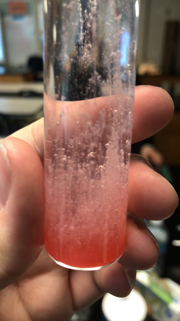 MsNFisher18's tweet photo. Biology Students got the chance to extract DNA from Starwberries. @LeeSuccessAcad https://t.co/GlSiqqQzrW