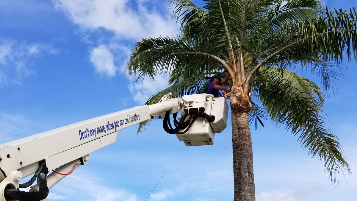 savemoretreesrv's tweet photo. 15 palm trees, No prob!!
#treetrimming #palmtreesπ΄ #savemoretreeservice
https://t.co/R6pvY1Q7Fm https://t.co/1IXQDnHzSk
