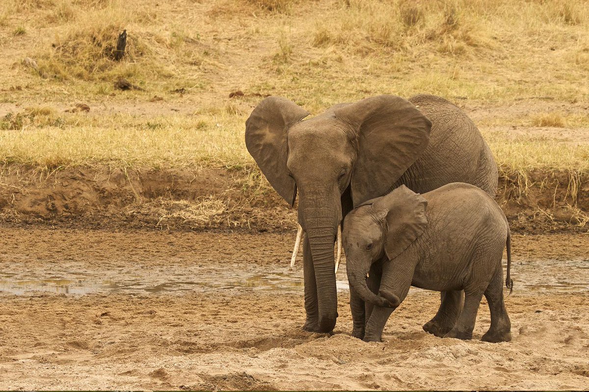 AnimalAbusePre's tweet photo. Elephants without Borders is an excellent organization that assists with the preservation of animals within Botswana! Check them out and my new blog post! #SHUSocialMedia https://t.co/GWH3mLjf87